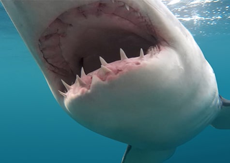 Shark Week Special: Shark Teeth Trivia - Monarch Dental & Orthodontics